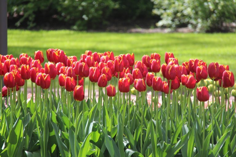 Rotterdam 15 Million Tulips = A Colorful Masterpiece The Next Journey by Dream Vacations
